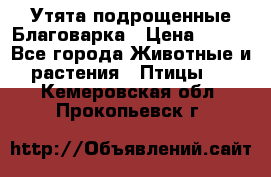 Утята подрощенные Благоварка › Цена ­ 100 - Все города Животные и растения » Птицы   . Кемеровская обл.,Прокопьевск г.